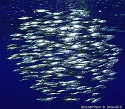 Macroramphosus scolopax Becasse de mer-Acores St MAria Ambrosio-9m-20170822-Denis-ADER-DSC_0100_tn_tn